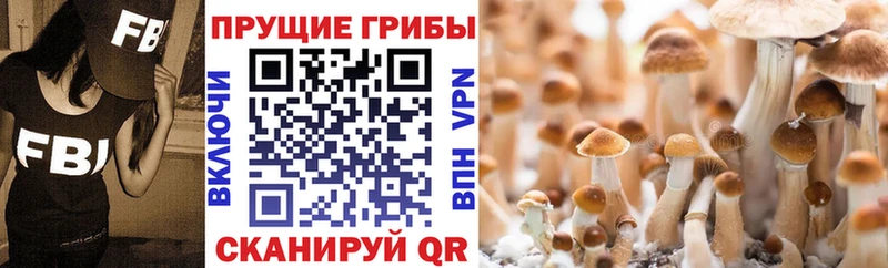 Галлюциногенные грибы ЛСД  Лесной 